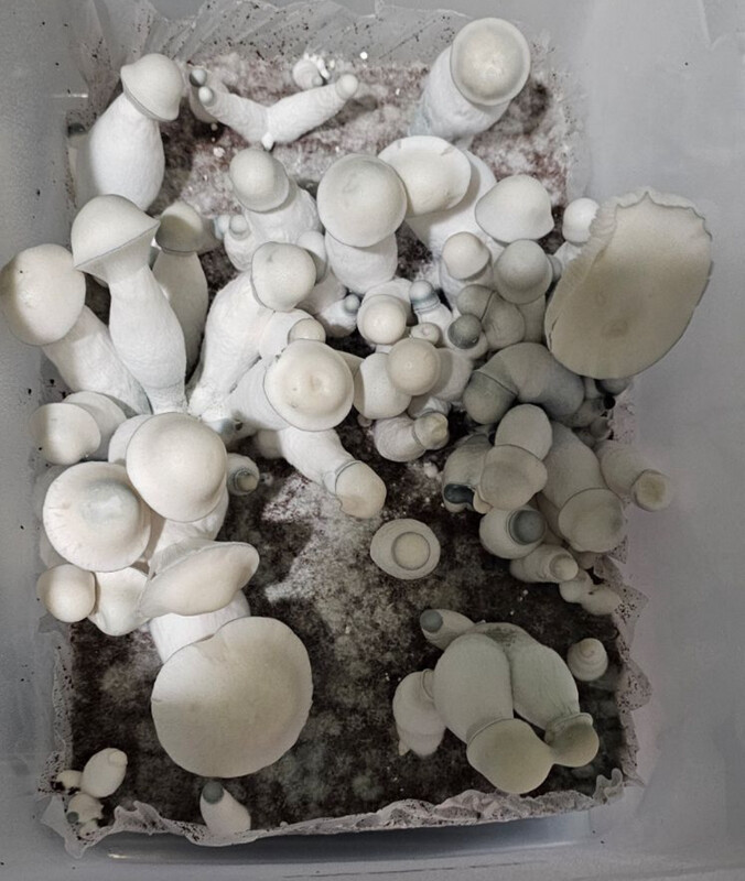 Albino Makilla Gorilla Research syringe