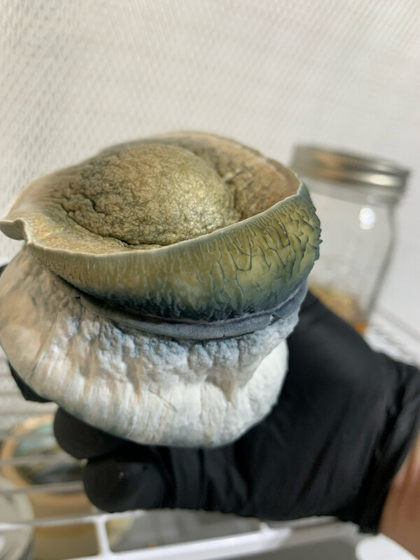 Garlic Knots Research Syringe