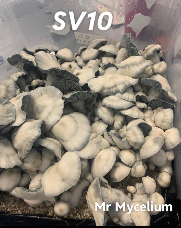 SV10 Research Syringe