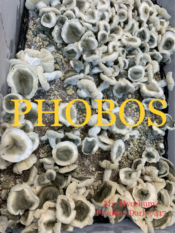 Phobos Research Syringe