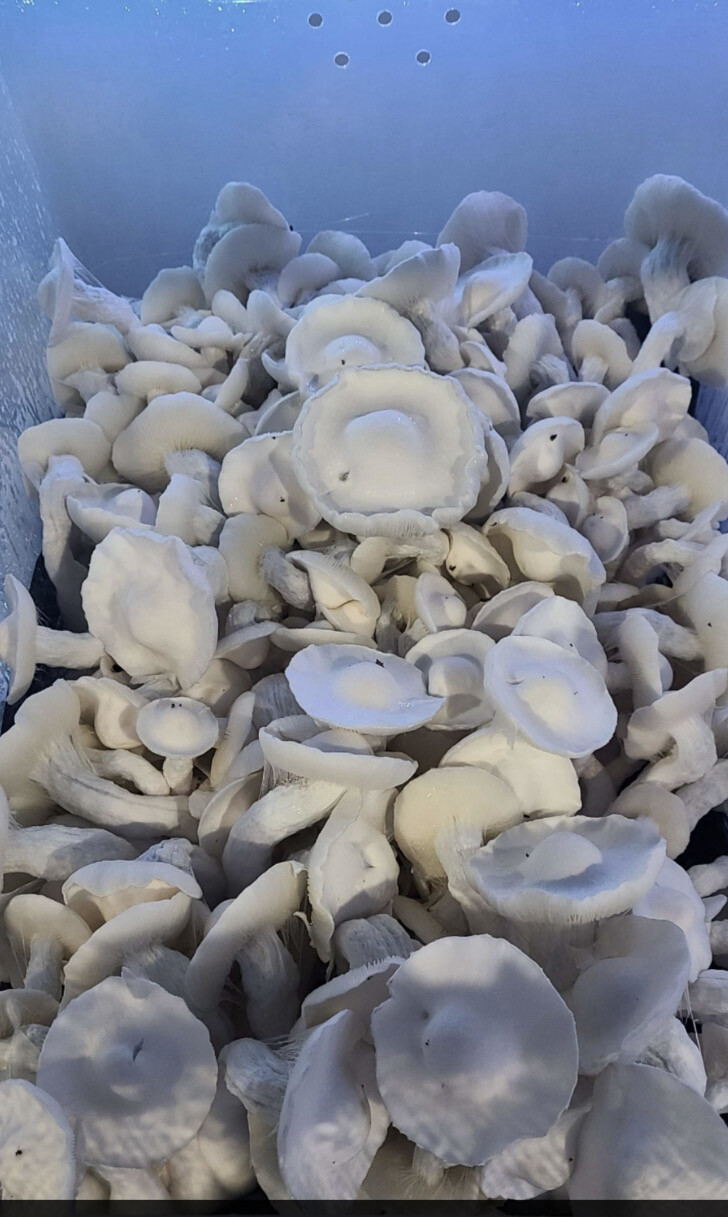 Machine APE Research Syringe