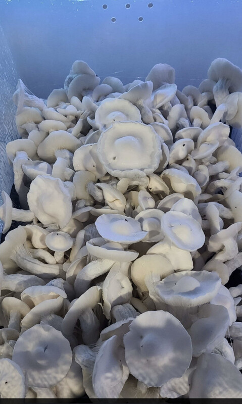 Machine APE Research Syringe