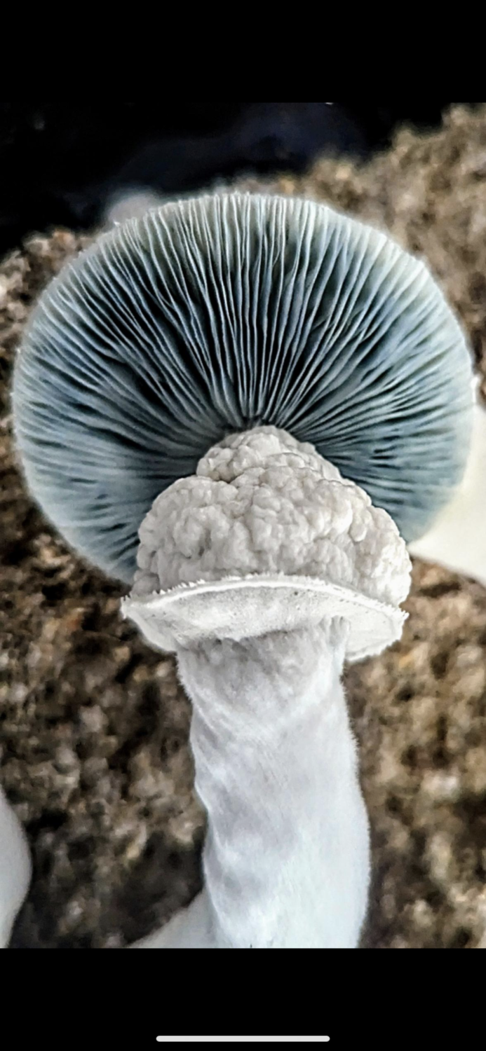 D.S. Roger Rabbit Research Syringe