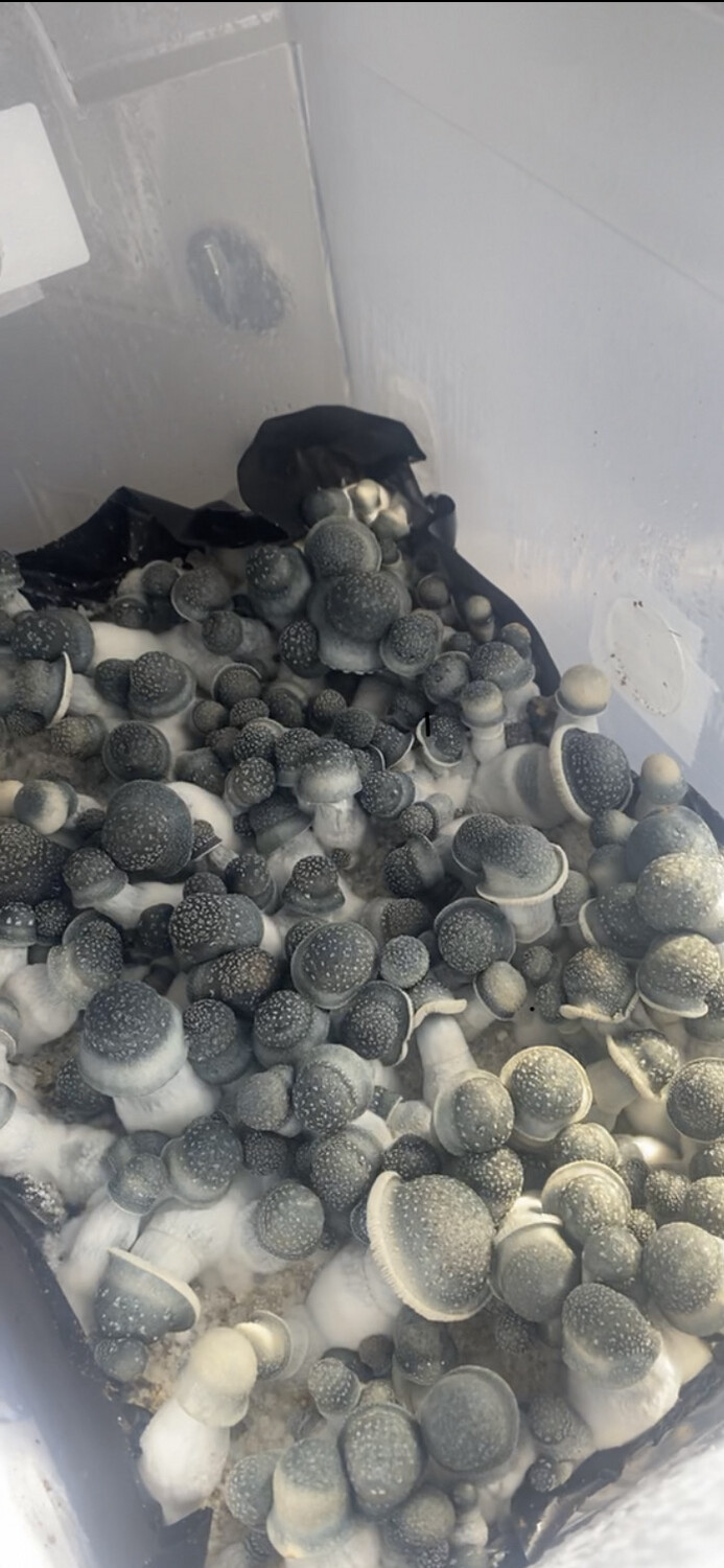 A.P.E. Black Cap Research Syringe