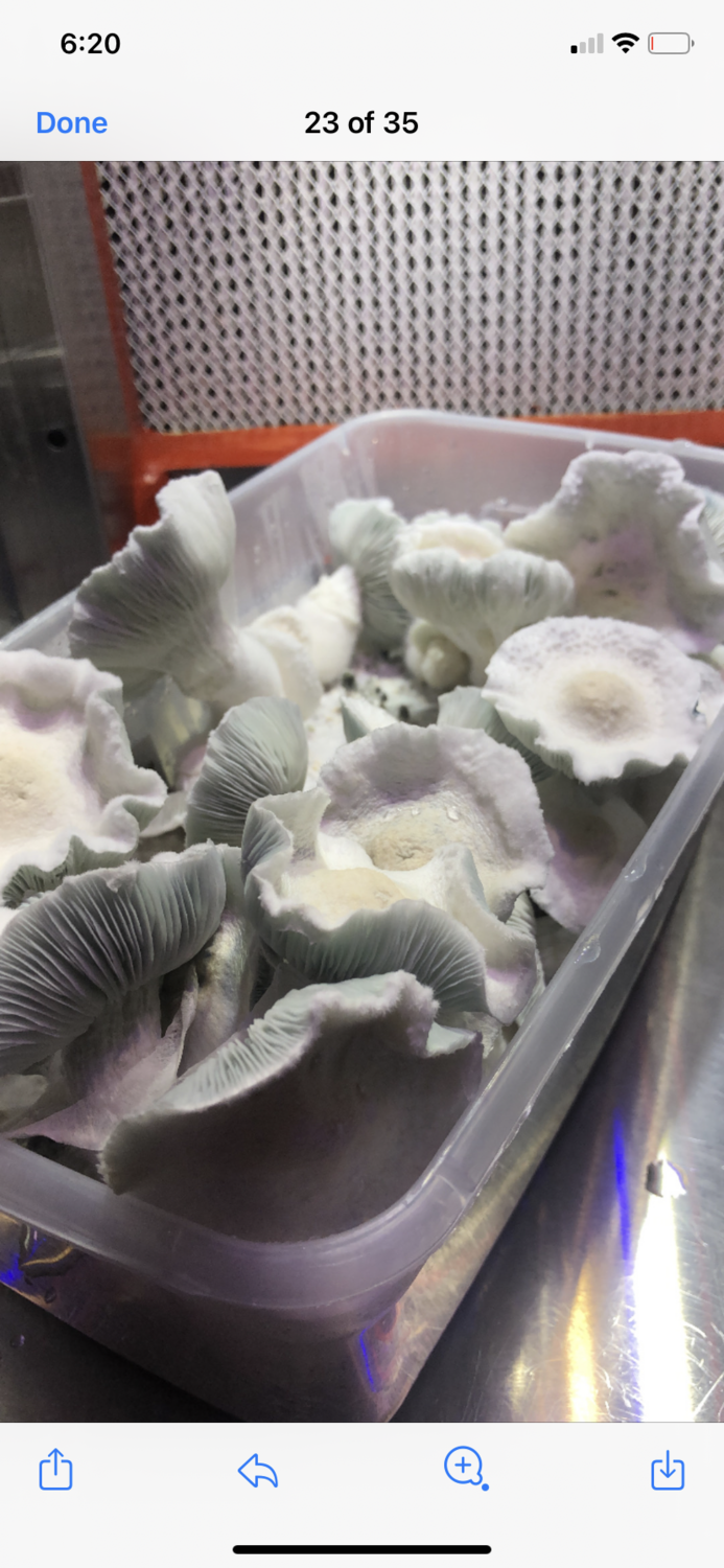 Alien Candy A.P.E. Research Syringe