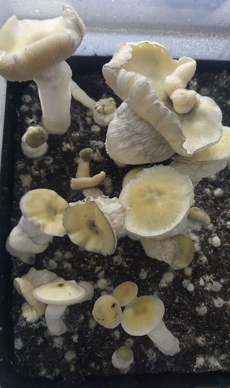 Heavens Gates Research Syringe