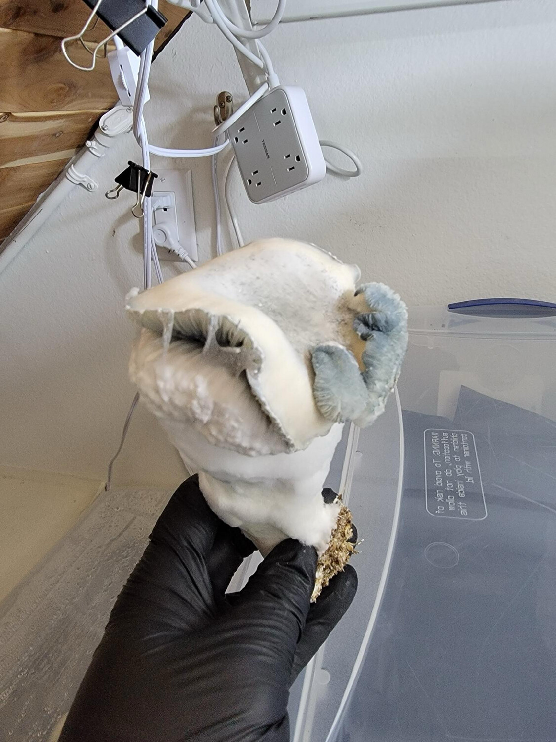 Rowdy Research Syringe