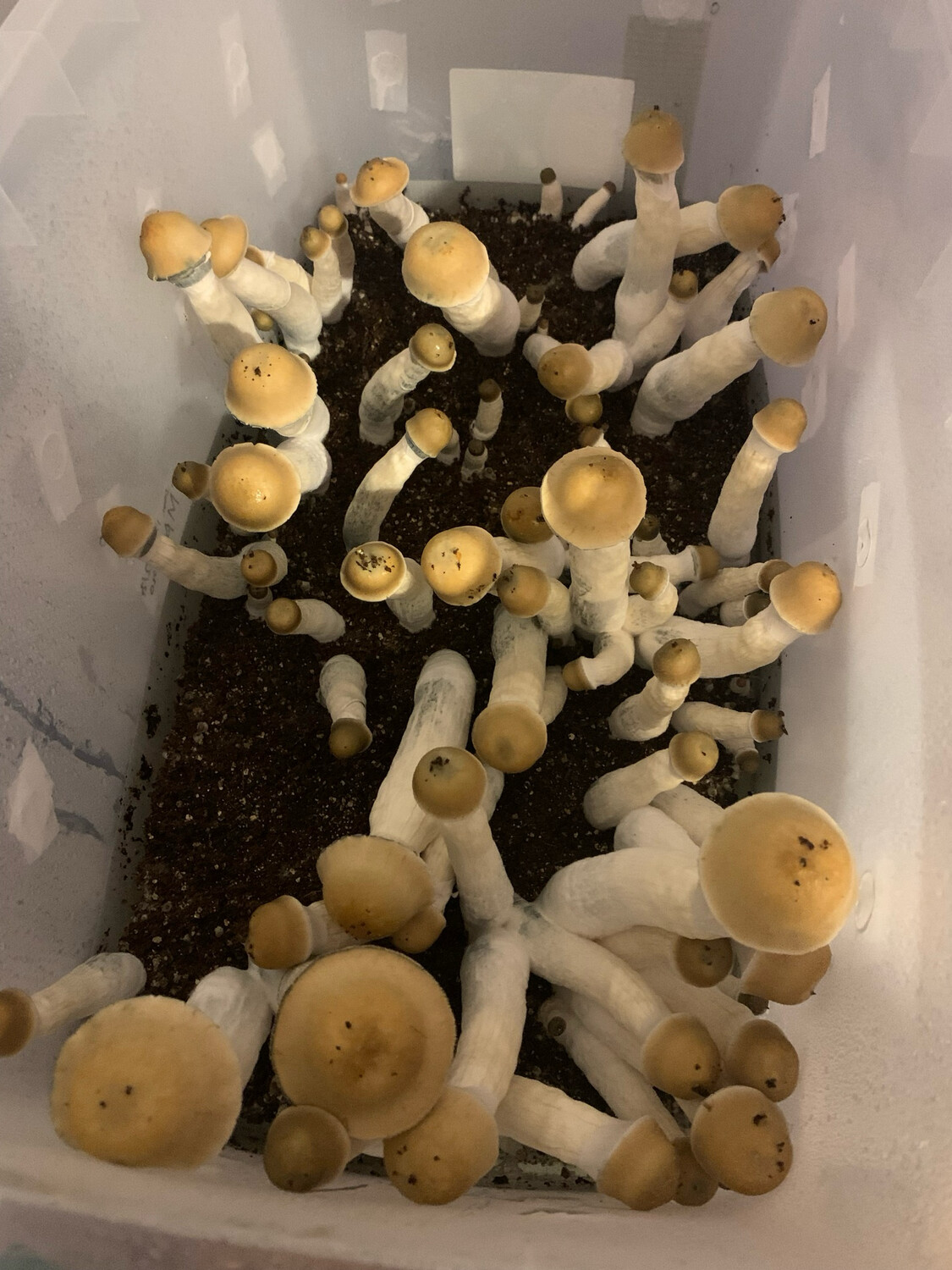 Makilla Gorilla Research Syringe