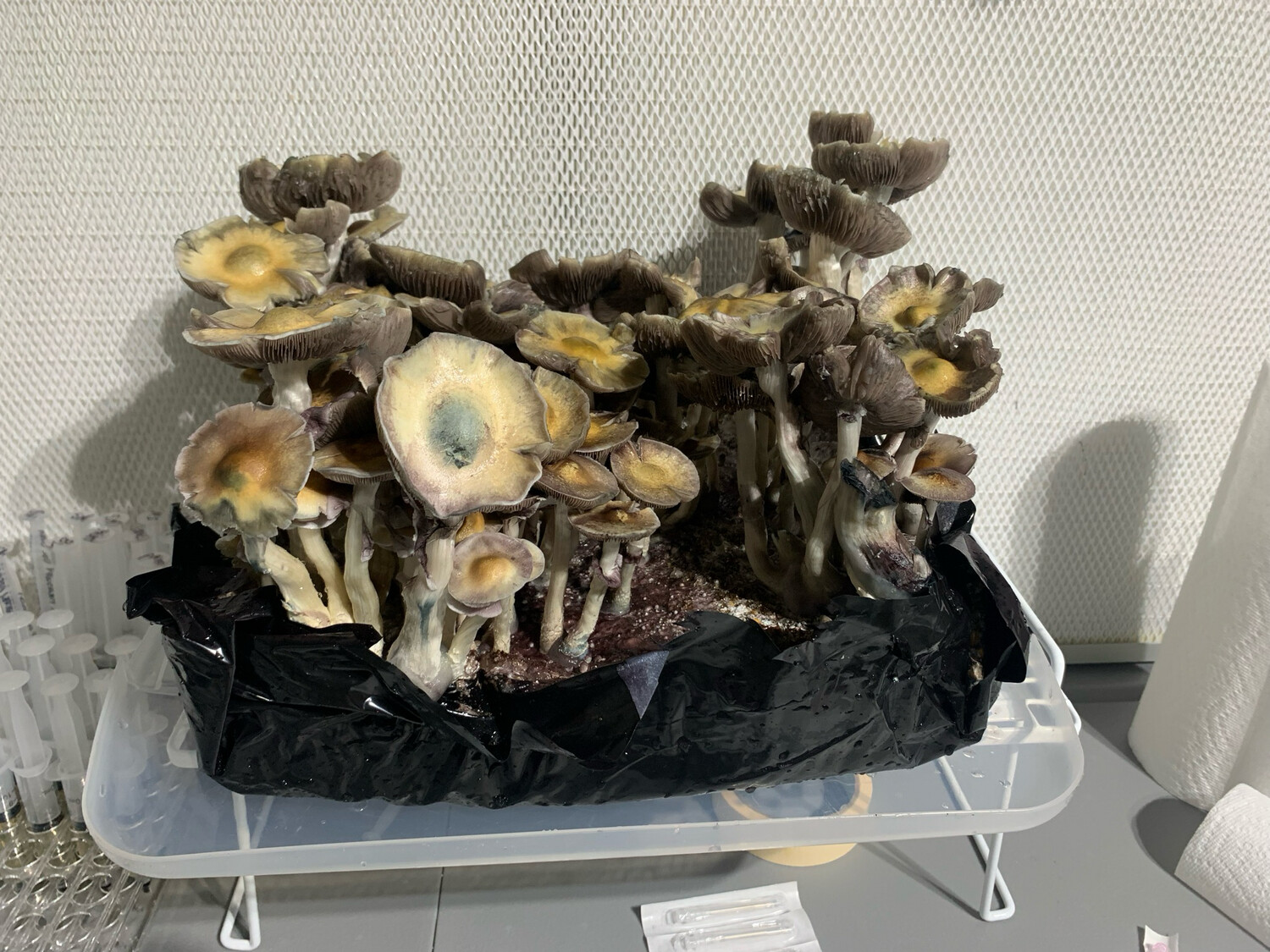 Brazil Research Syringe