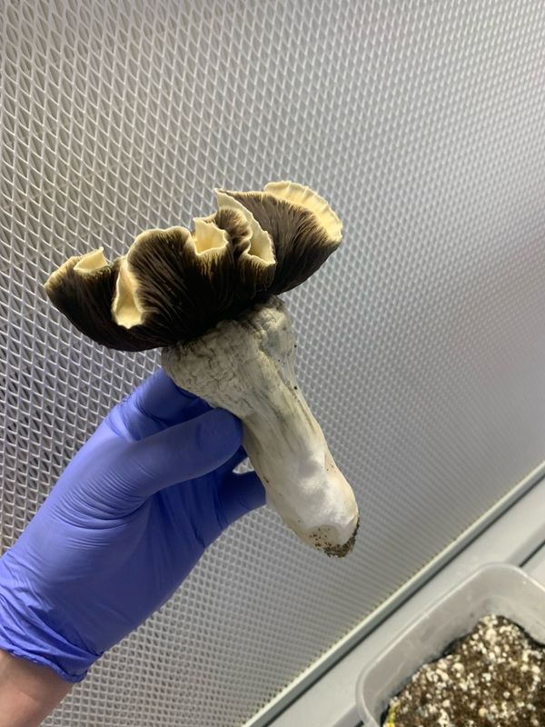 ThrasherMak126 Research syringe ThrasherMak126 Research syringe