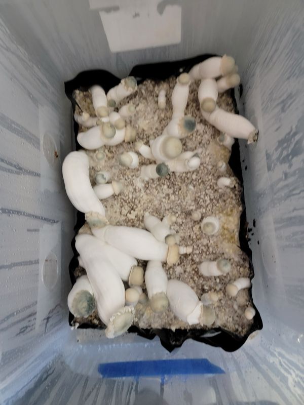 Dirty South’s Ghost Research Syringe