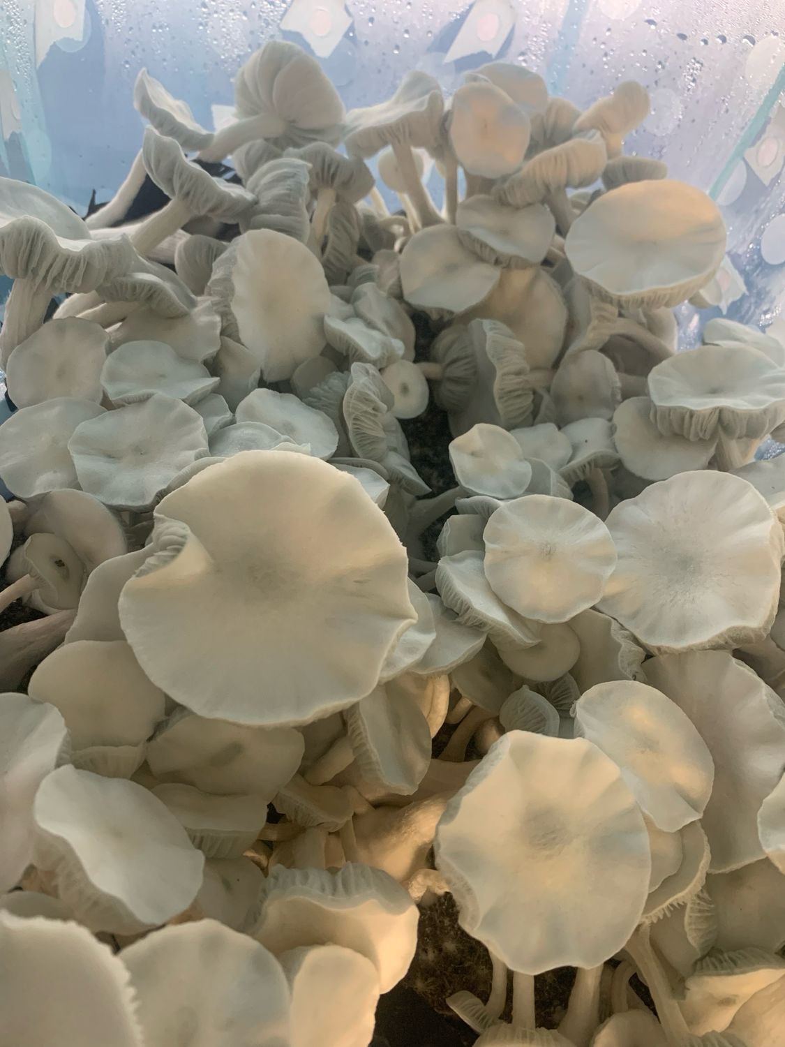 Albino F + Research Syringe