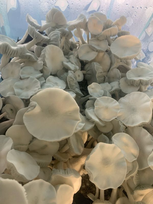 Albino F + Research Syringe