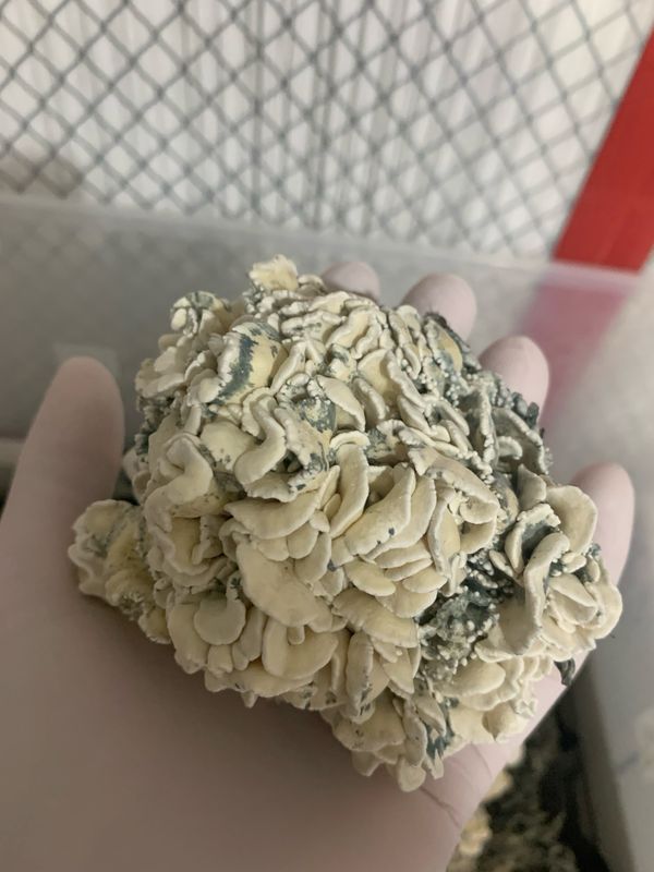 Enigma (TW2 Brain Iso.) Research Syringe