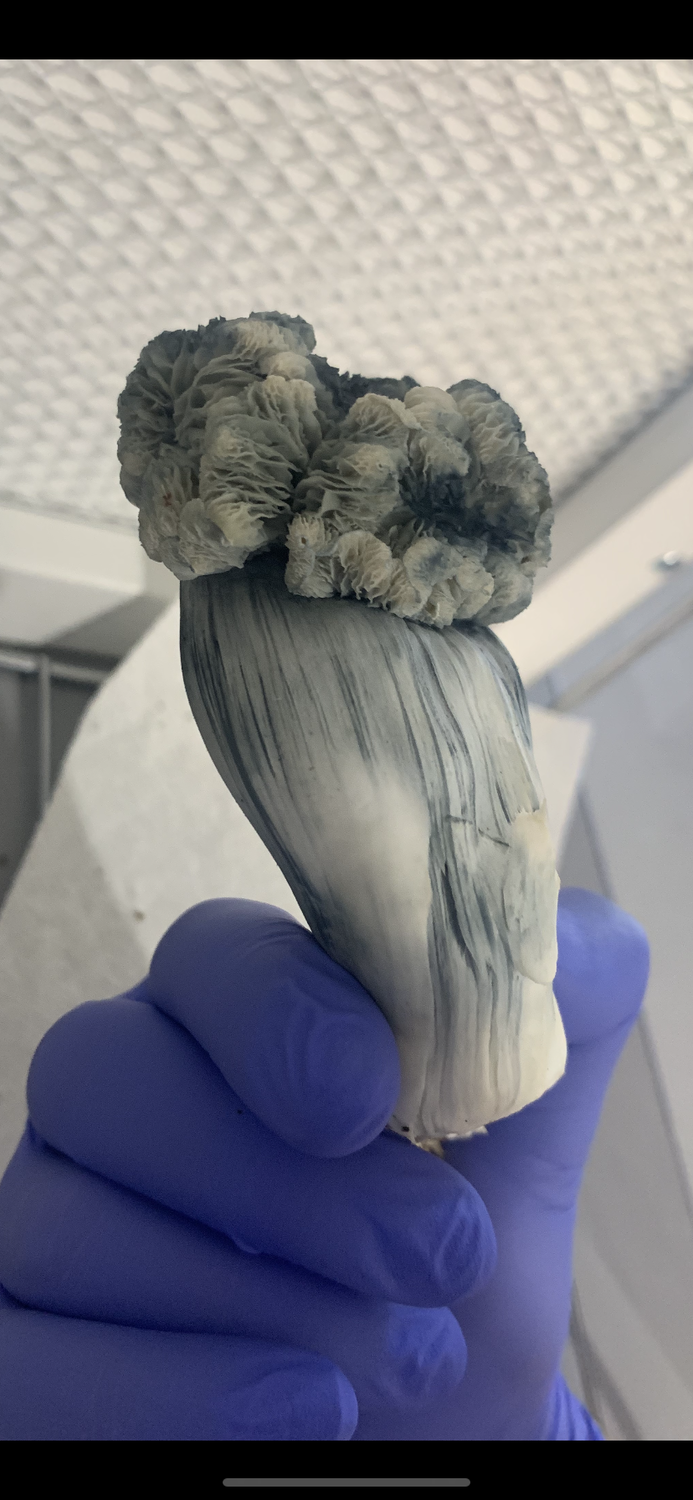 HolyGills Yeti Mutant Research Syringe