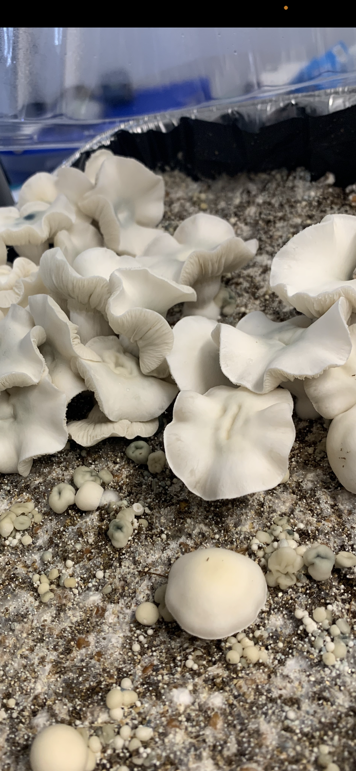 Mad Hatter Research Syringe