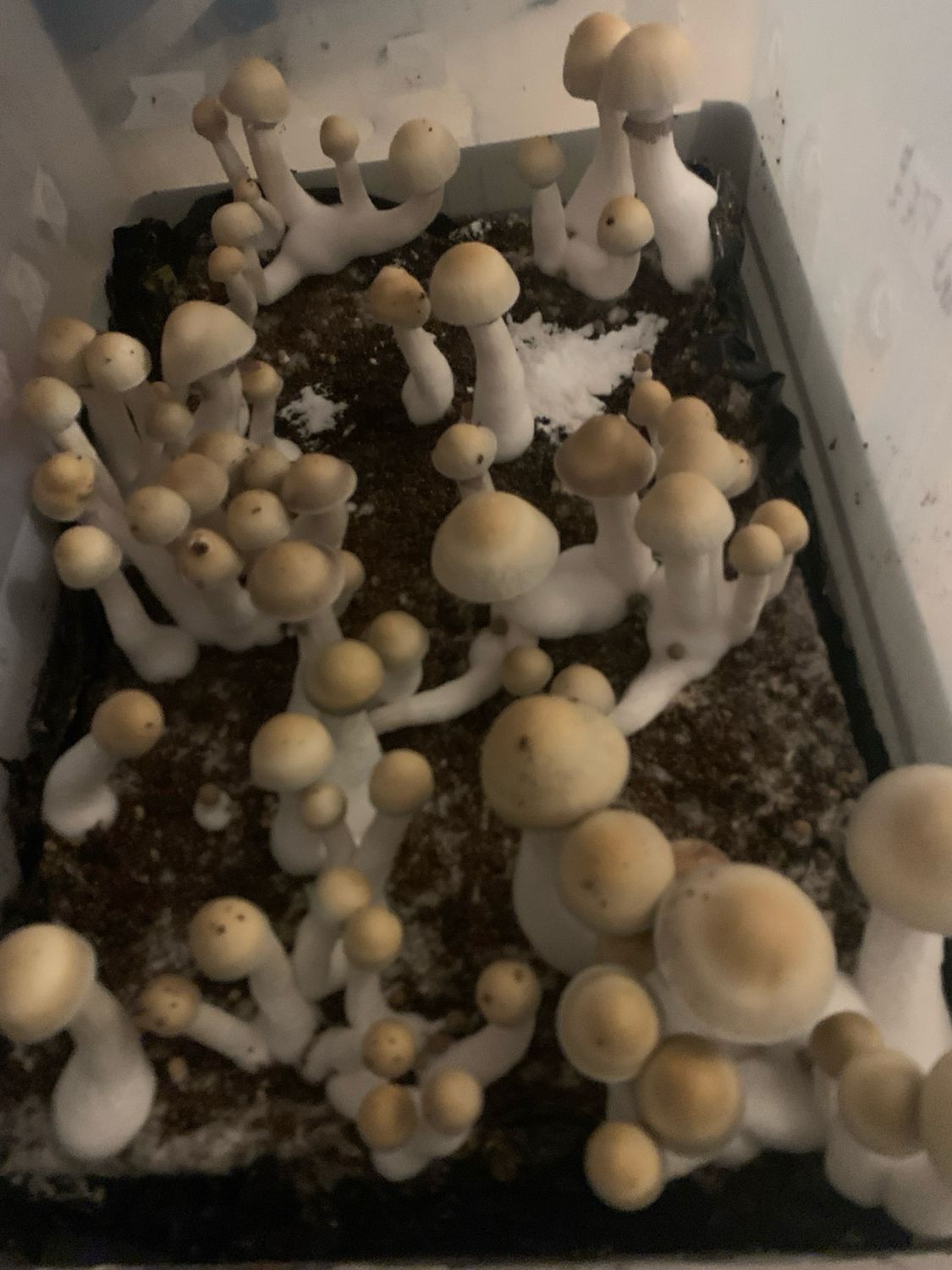 A.A+ Research Syringe