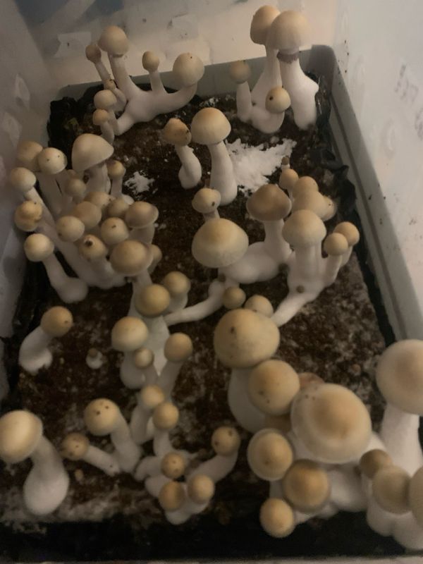 A.A+ Research Syringe