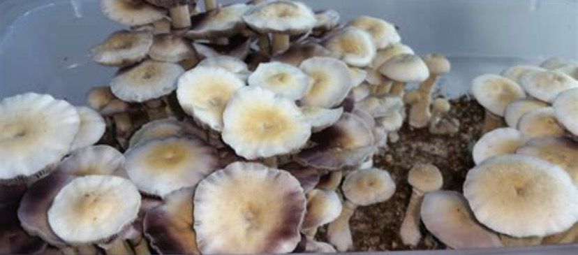 Leucistic Treasure Coast Research Syringe