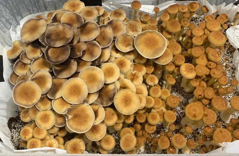 Mystery Box 4 For $30