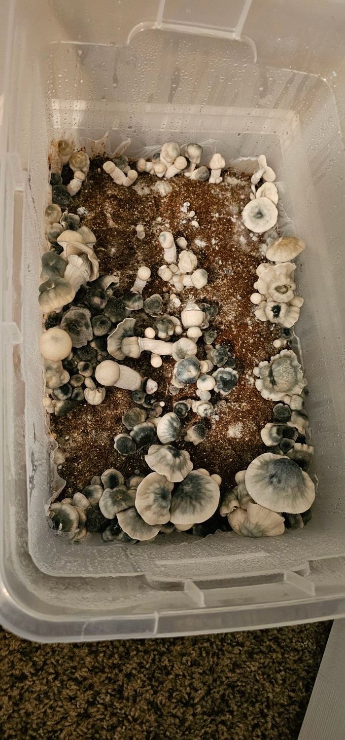 Super Yeti Research Syringe