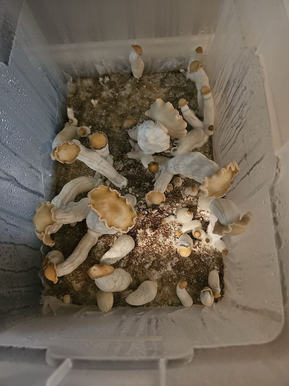 Dirty South’s Bluey Vuitton Research Syringe