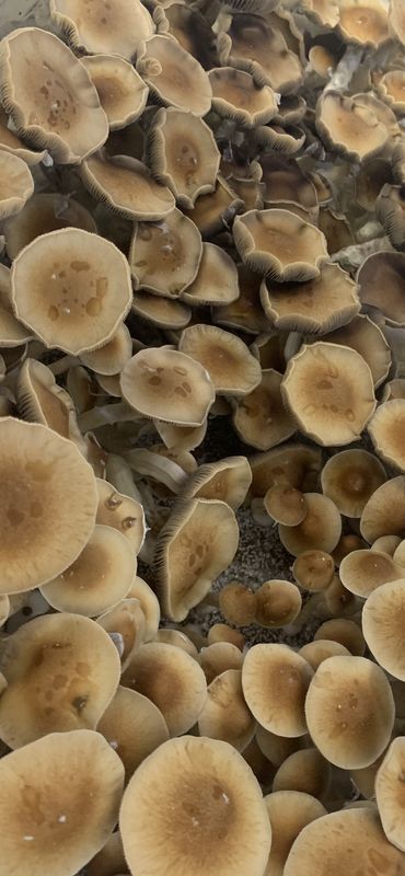 Z strain (OG Variety) Research syringe