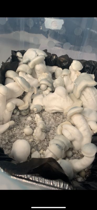 Albino Penis Envy “A.P.E” (OG Variety) Research Syringe