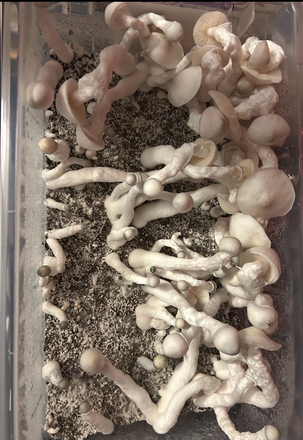 Albino Cambodian Research Syringe