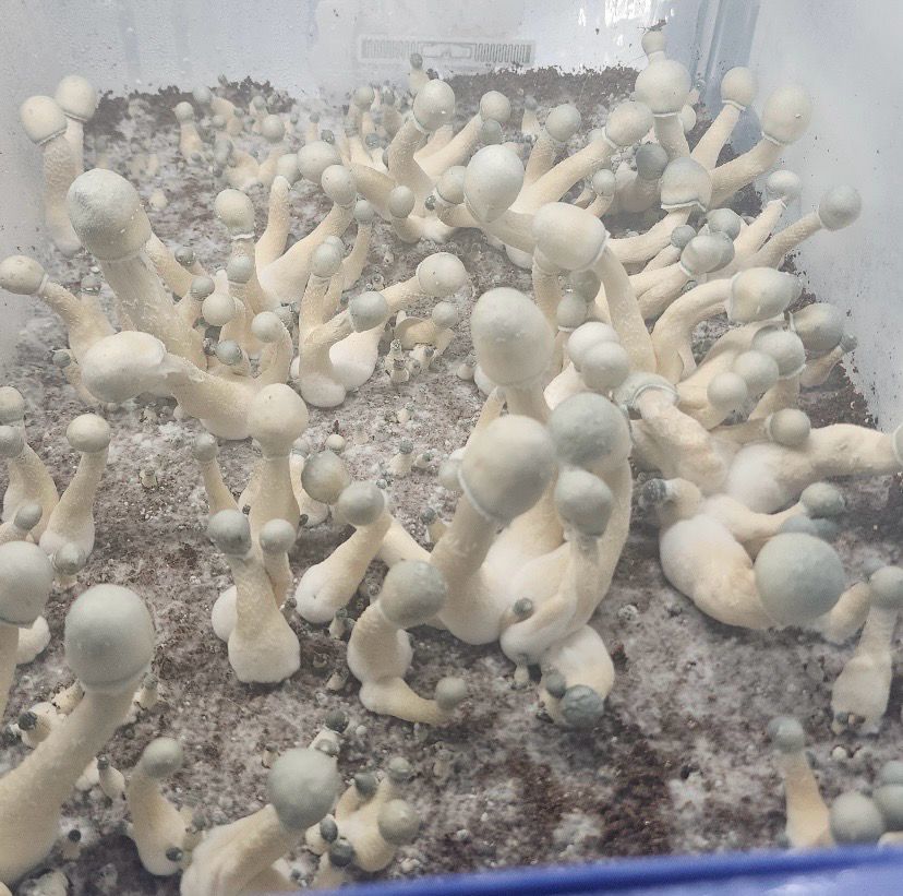 Wombat PF Albino “PFA” Research Syringe