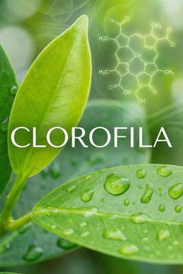 Clorofila