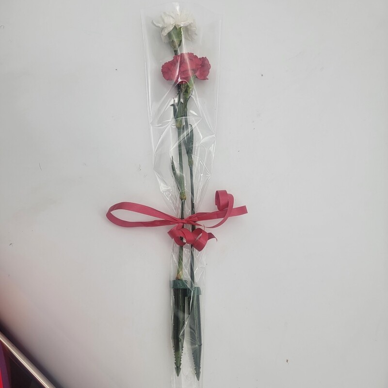 Carnations -2 in a sleeve