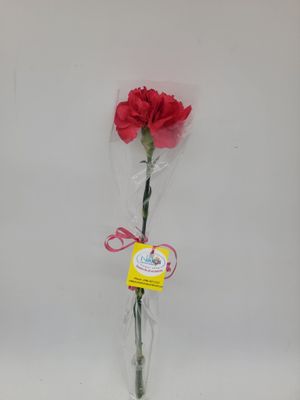 1 Carnation in a sleeve