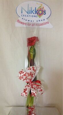 1 Carnation in a Box plain