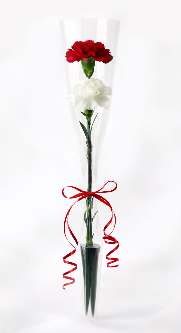 Carnations -2 in a sleeve