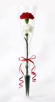 Carnations -2 in a sleeve
