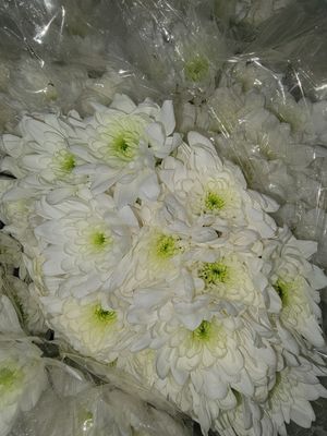 White Chrysanthemum – $1.60/stem (Bunches of 10 Available)