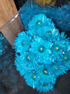 Blue dyed Chrysanthemums -  per stem - 10 per bunch 