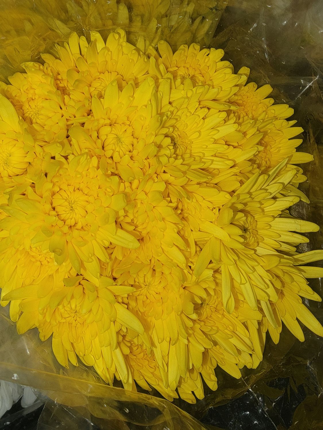 Yellow Chrysanthemum – $1.60/stem (Bunches of 10 Available)