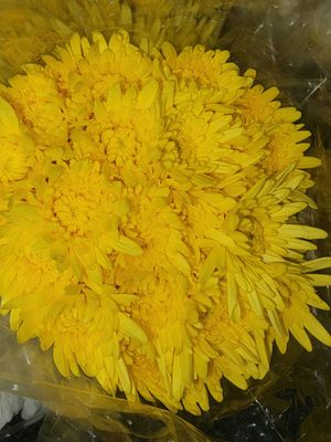 Yellow chrysanthemums - per stem/10 per bunch