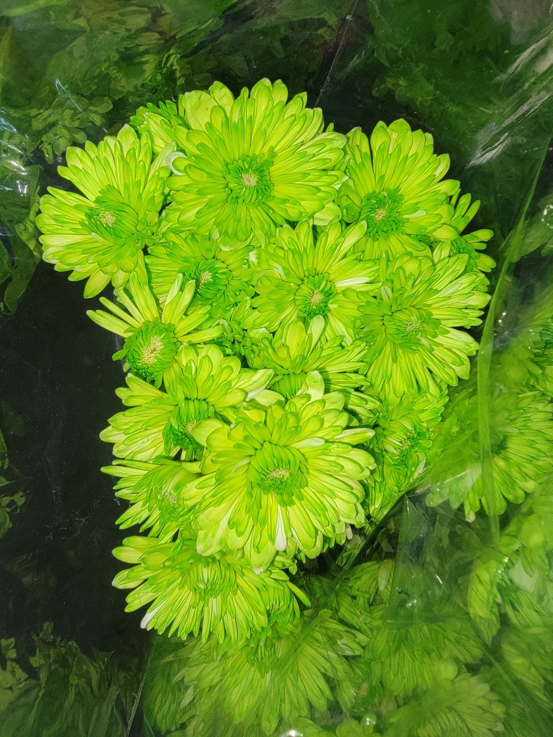 Lime green dyed Chrysanthemums - per stem/10 per bunch 