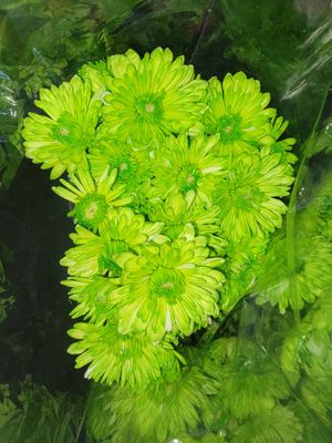 Lime green dyed Chrysanthemums - per stem/10 per bunch 