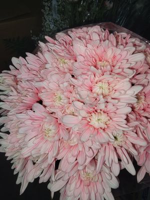Pink dyed Chrysanthemums - per stem/10 per bunch 