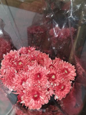 Red dyed Chrysanthemums - per stem/10 per bunch 