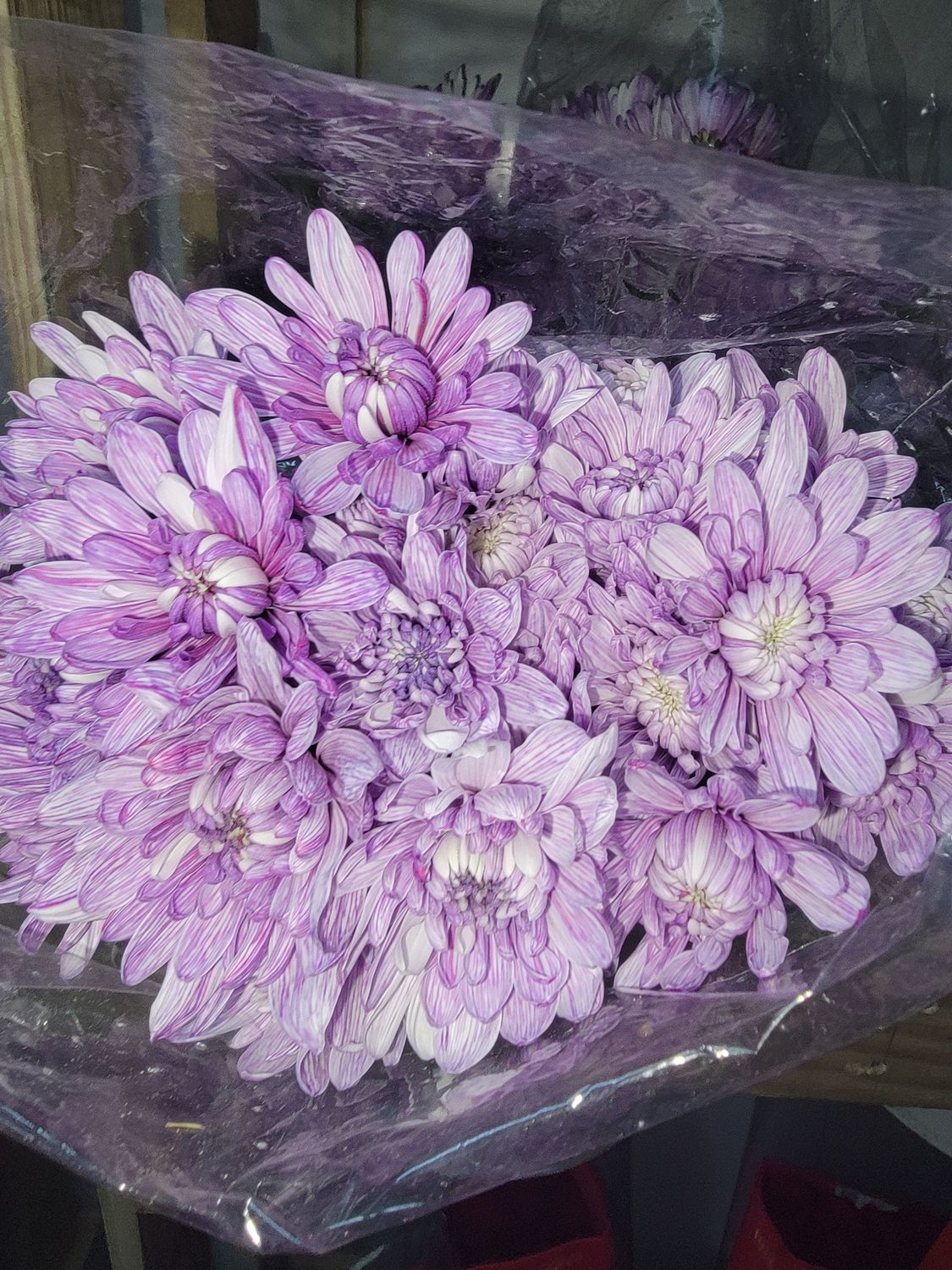 Lilac dyed Chrysanthemums - per stem/10 per bunch 