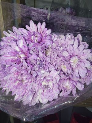 Lilac dyed Chrysanthemums - per stem/10 per bunch 