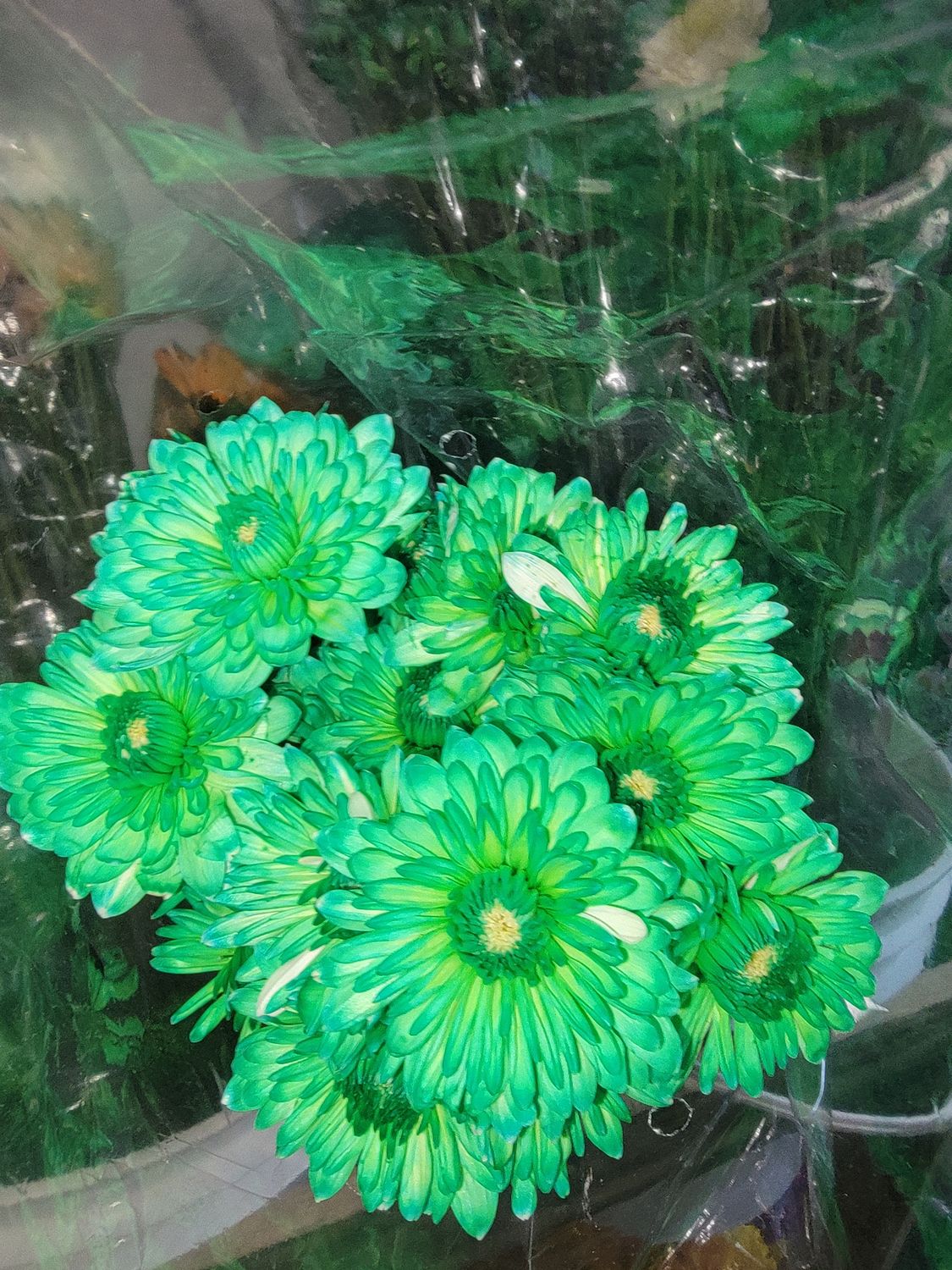 Green dyed  Chrysanthemums - per stem /10 per bunch 