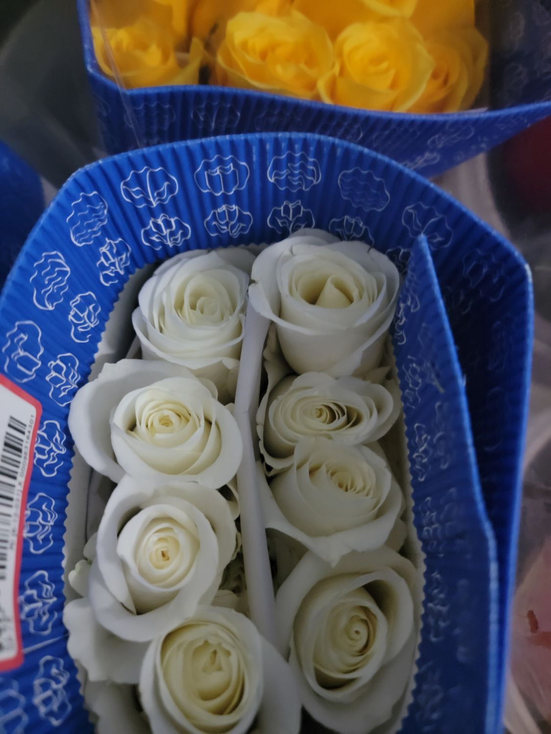 White Roses 