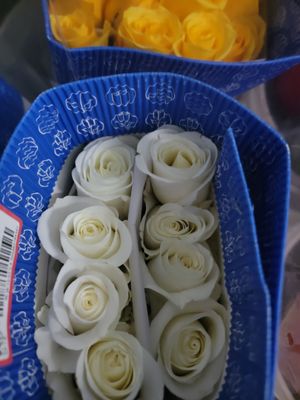 White Roses 