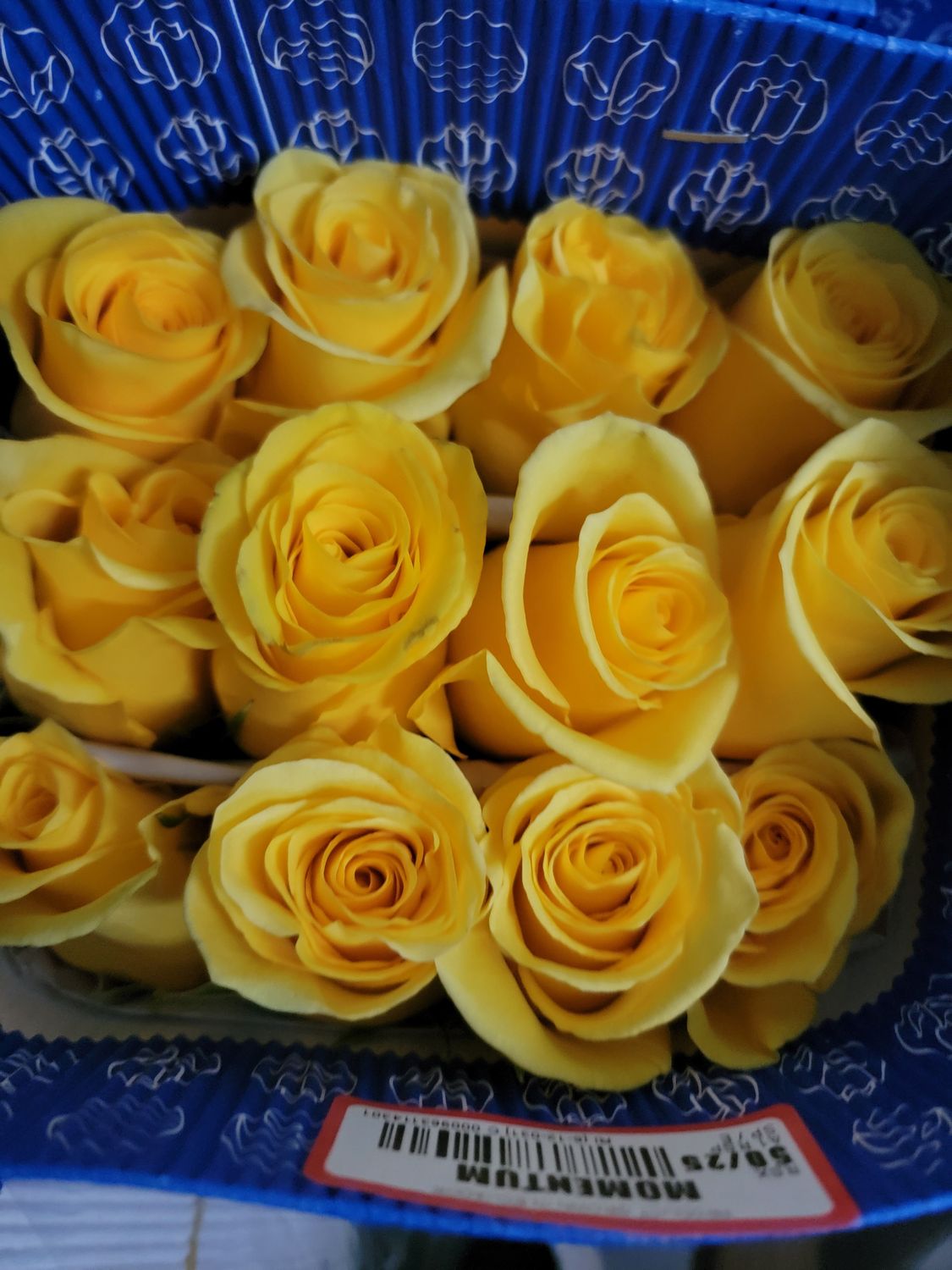 Yellow rose 